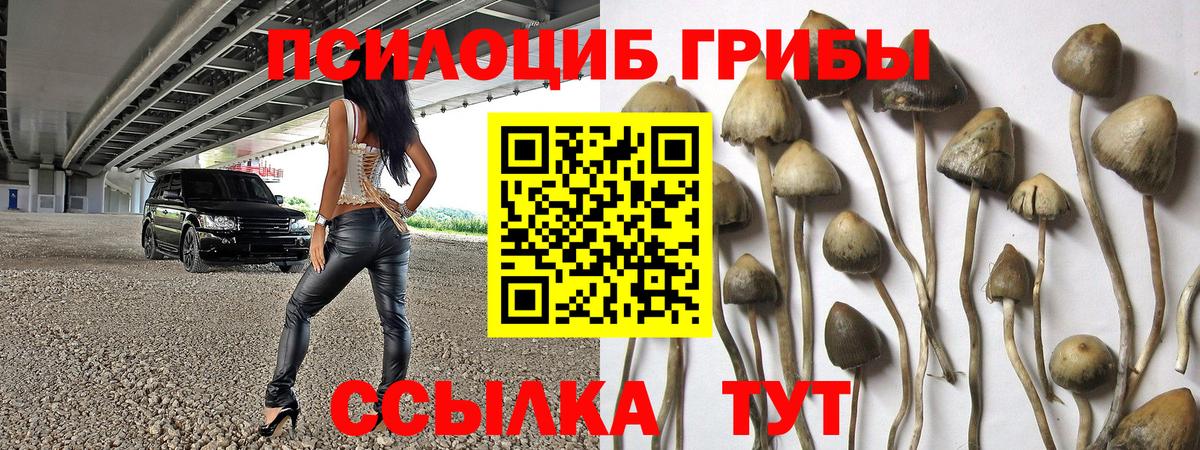 Краснокаменск  Псилоцибиновые грибы Psilocybine cubensis  Вход с VPN 